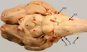 <p>Check for correction</p>