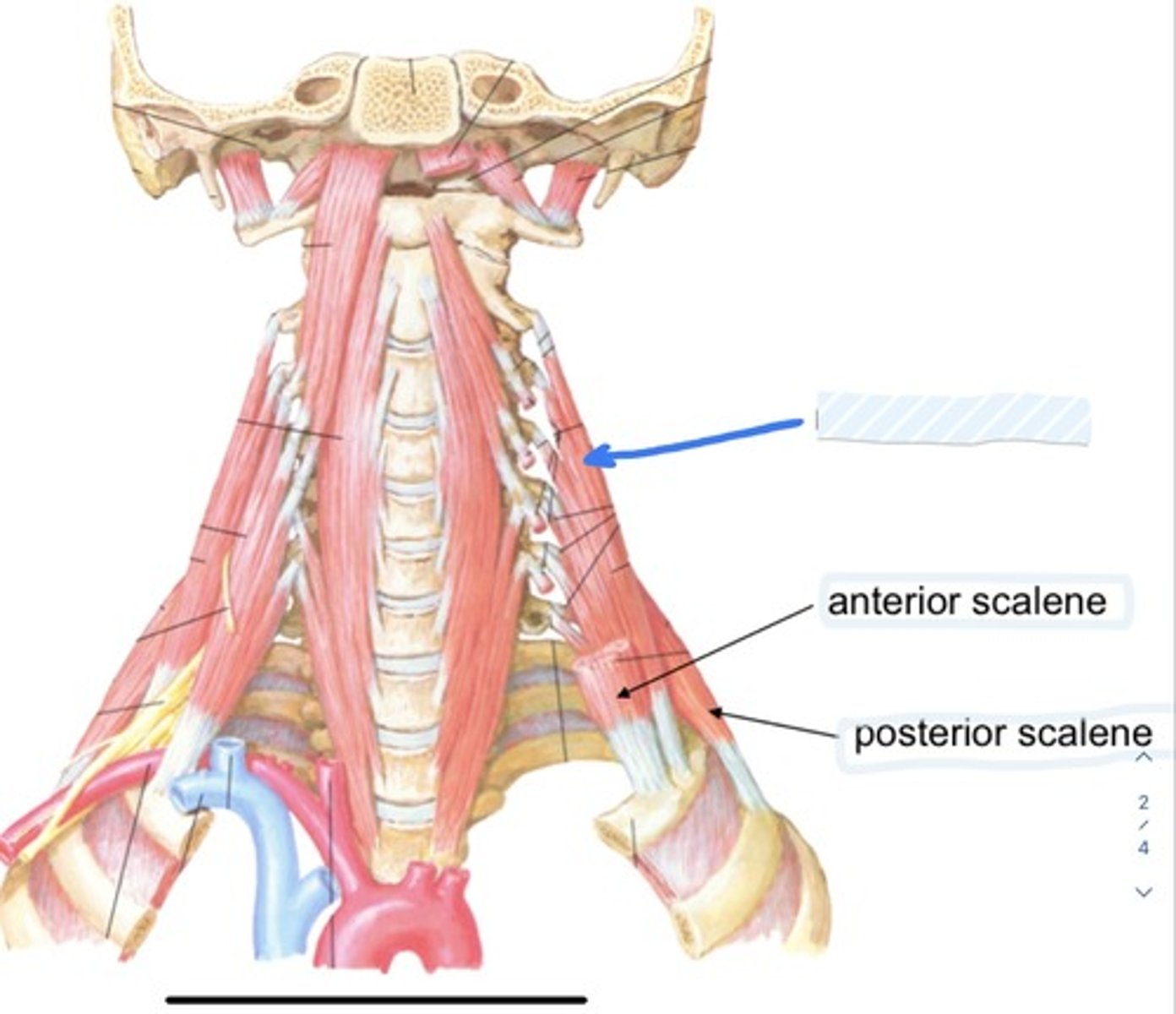 knowt flashcard image