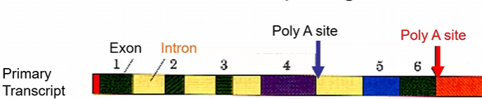 <p>In the example of alternative splicing, <strong>if the first Poly A site <u>is skipped</u></strong> by the spliceosome complex what will occur? (look at image)</p><p>a) <strong>Thyroid/Calcitonin</strong> = 1, 2, 3, 4</p><p>b) <strong>Neural Tissues/ CGRP</strong>= 1, 2, 3, 5, 6</p>