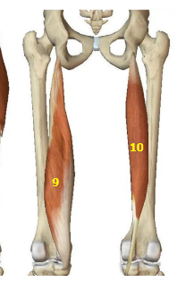 <p>Hip Extensor Muscles: Semitendinosus</p>