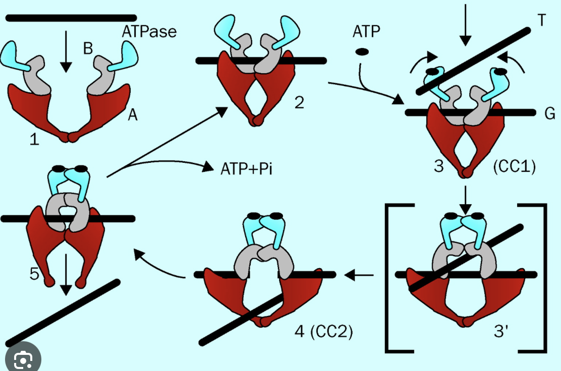 * DNA Gyrase
* breaking the double strand, passing the double helix through it and resealing it again