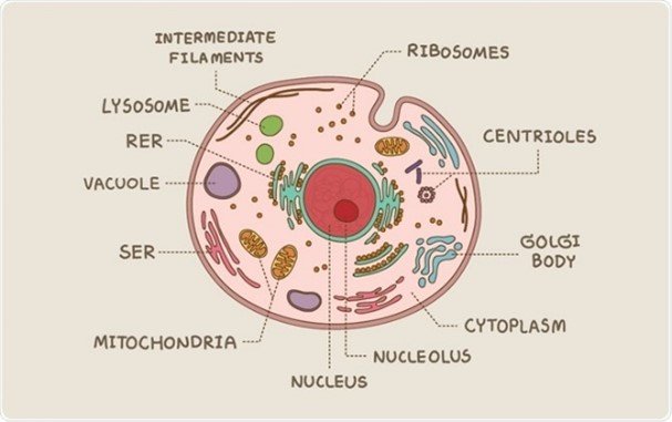 <p>Has membrane bound organelles, multicellular, big, has a nucleus</p>