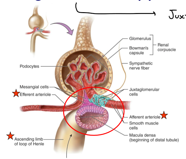 <p>Region where the glomerulus and the ascending limb of the loop of Henle are close together</p>
