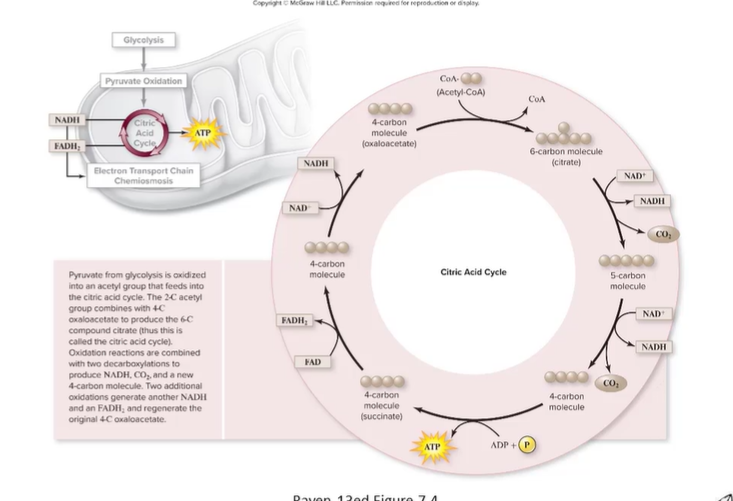 <ul><li><p class="Paragraph SCXO137461571 BCX0"><span>Acetyl-CoA + oxaloacetate -> citrate </span></p></li><li><p class="Paragraph SCXO137461571 BCX0"><span>Citrate rearrangement and decarboxylation (2 CO2 released) </span></p></li><li><p class="Paragraph SCXO137461571 BCX0"><span>Regenerations of oxaloacetate </span></p></li></ul><p></p>