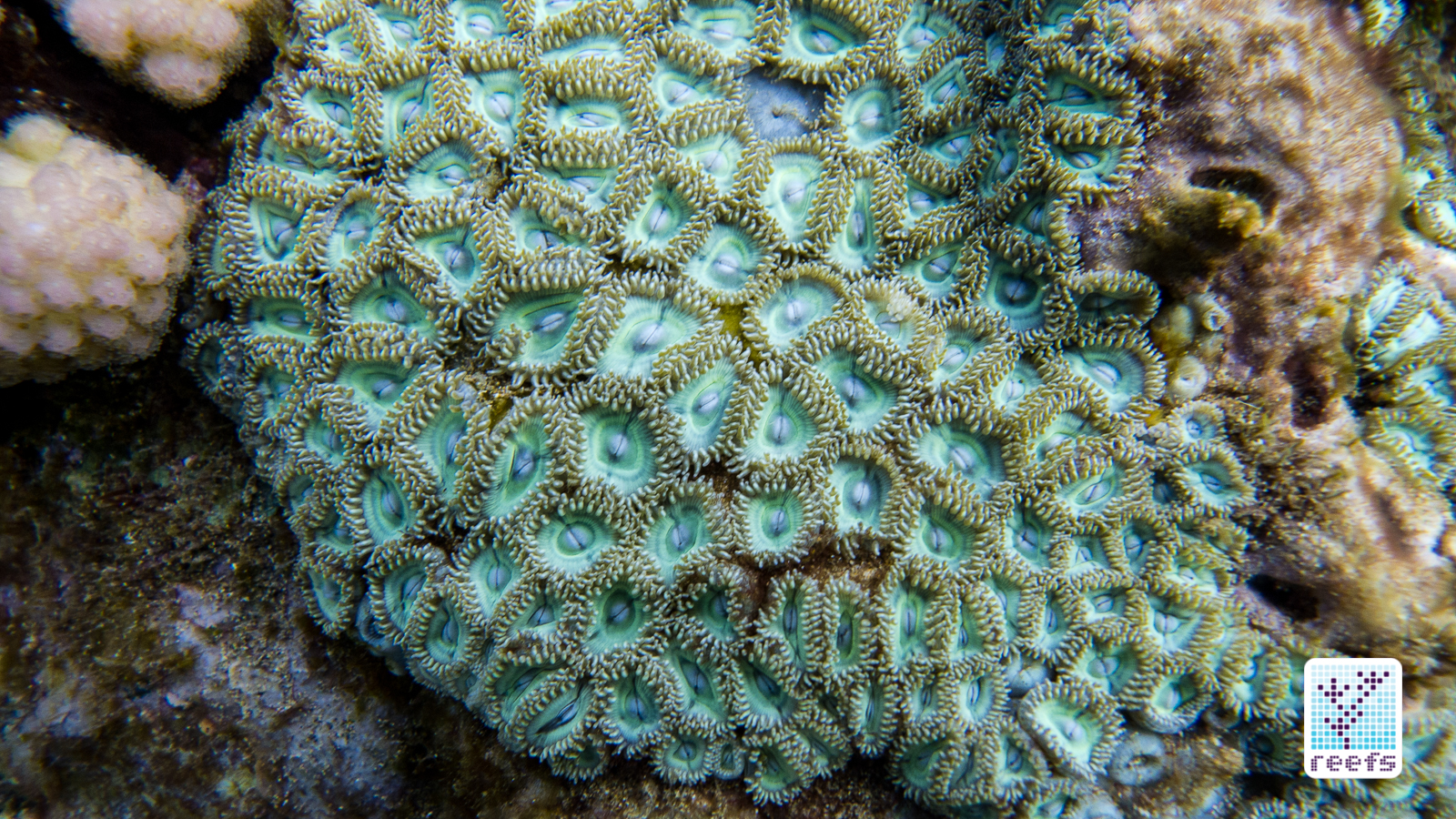 <p>tiny anemones, little flower shapes, dime-sized, live in big colonies</p><p></p>