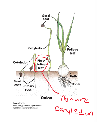 <ul><li><p>elongation of a single, tubular cotyledon</p></li><li><p>forms a hooked cotyledon</p></li><li><p>seed coat and endosperm carried Upward with cotyledon to absorb nutrients</p></li></ul><p></p>