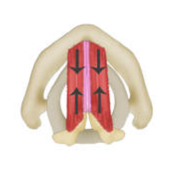 <p>what is this muscle? what does it do?</p>