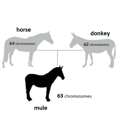 <p>are the offspring of crosses between different species</p>