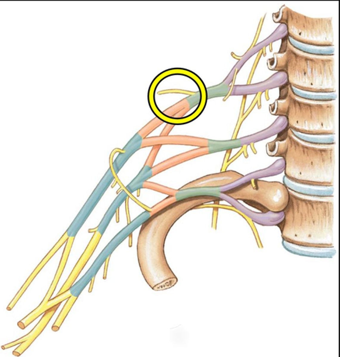 <p>Branches off the superior trunk</p><p>Seen on cadavers or picture</p>
