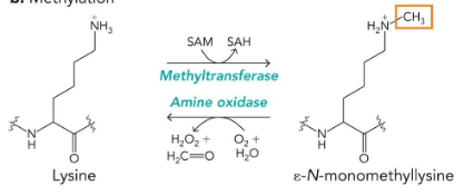 <p>lysine, arginine, glutamate</p><p>enzymes: methyltransferase/amineoxidase</p><p>substrates: SAM/O2+water</p><p>often irreversible</p>