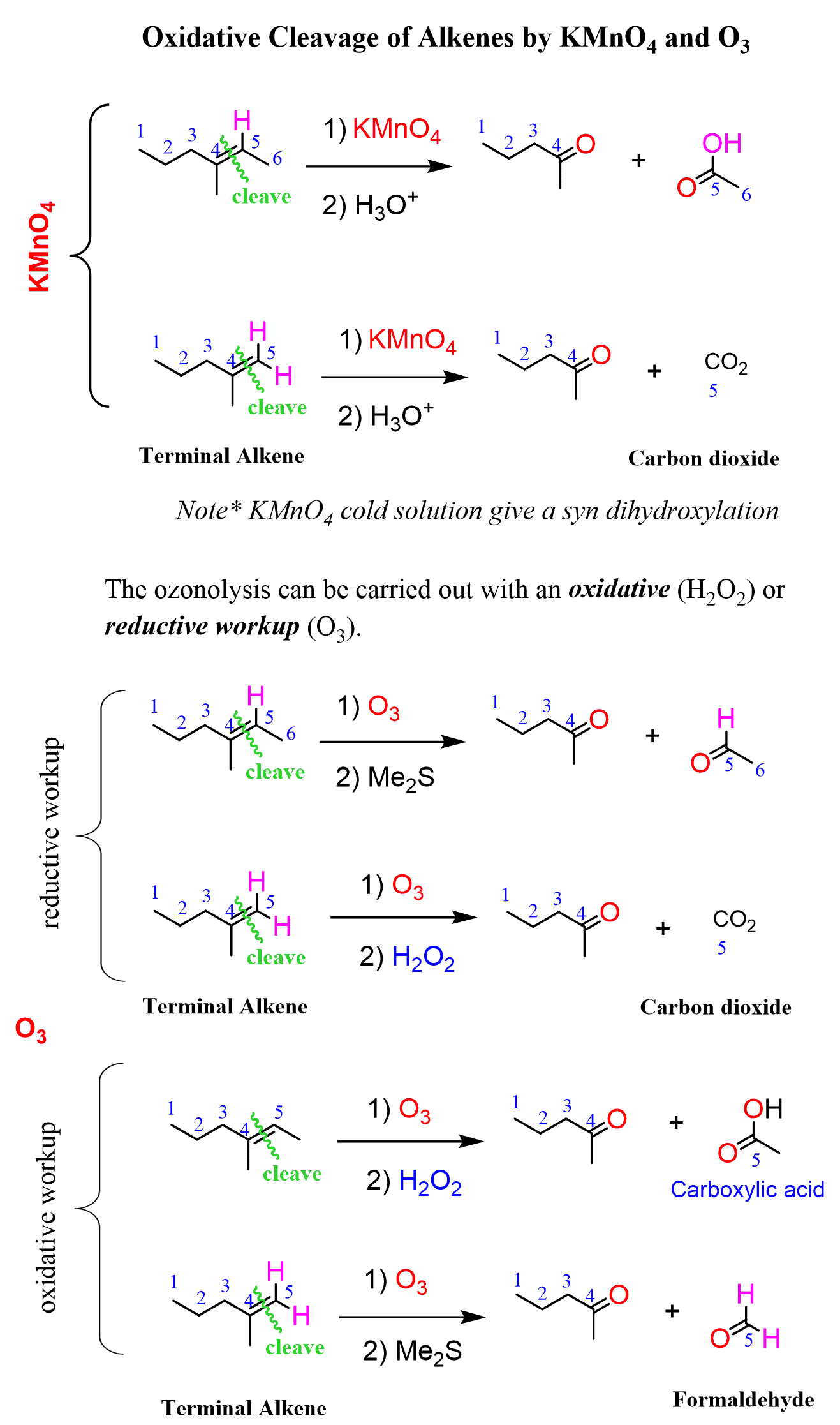 <p>Reactants: KMnO4 / H3O+</p><p>What happens:</p><p>Alkene is cleaved down the middle splitting off into two products, one section being the left side of the alkene with a terminal oxygen</p><p>the right side:</p><ul><li><p>if it is a terminal alkene, second product is carbon dioxide, if not, product is carboxylic acid</p></li></ul><p></p>