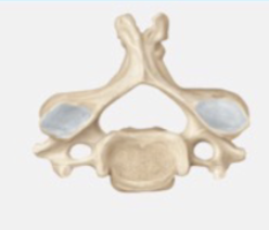 <p>Cervical vertebrae</p>