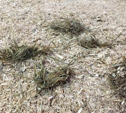 <p>-abnormal chewing, quidding, dropping feed</p><p>-weight loss</p><p>-recurrent colic (impactions)</p><p>-recurrent choke</p><p>-sinusitis (unilateral nasal discharge)</p><p>-facial swelling</p><p>-head shaking</p>