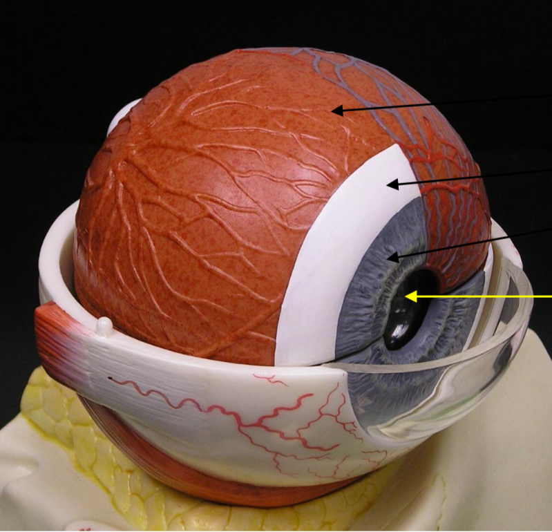 <p>What is the top arrow 1 </p>