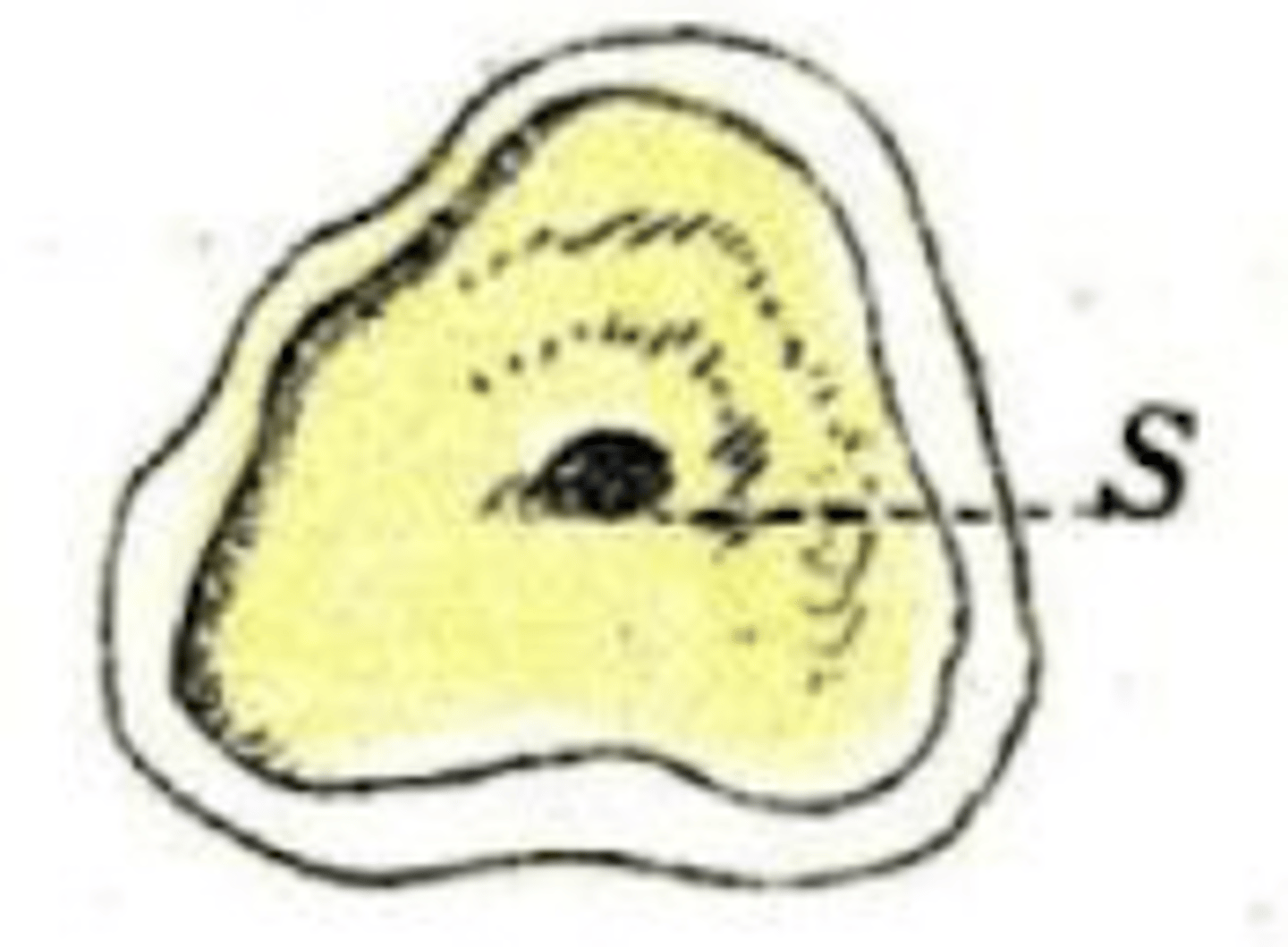 <p>What is the age of this horse?</p>