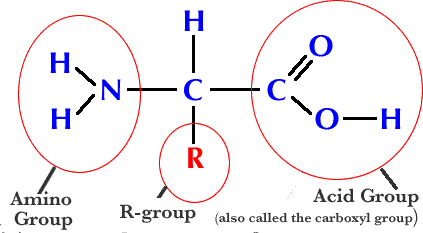 <p>what’s the H above the C represent? </p>