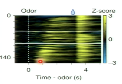 <p>yes!</p><p>experimental evidence reflects the model and shows the gradual shift from the reward time to cue time in dopamine neuron activity&nbsp;</p><ul><li><p>thought to encode RPE&nbsp;</p></li></ul><p></p>