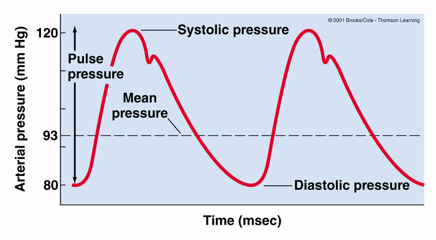 <ul><li><p>pulse pressure- pressure difference b/n systolic pressure and diastolic pressure </p></li><li><p>mean arterial pressure- pressure that’s monitored and regulated by blood pressure reflexes (avg pressure) </p><ul><li><p>map= cardiac output x total peripheral resistance </p><ul><li><p>cardiac output= heart rate x stroke volume </p></li><li><p>tpr= radius of arterioles and blood viscosity </p></li></ul></li></ul></li></ul><p></p>