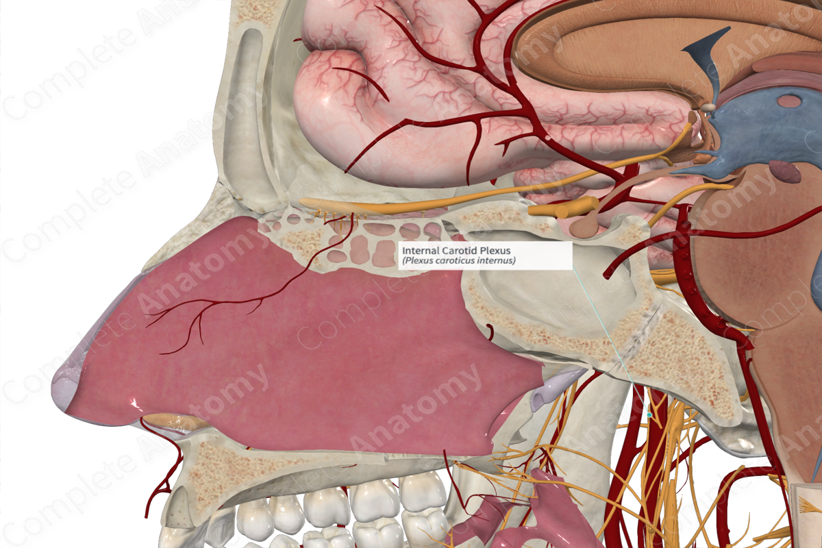 <p>Name the nerve</p>