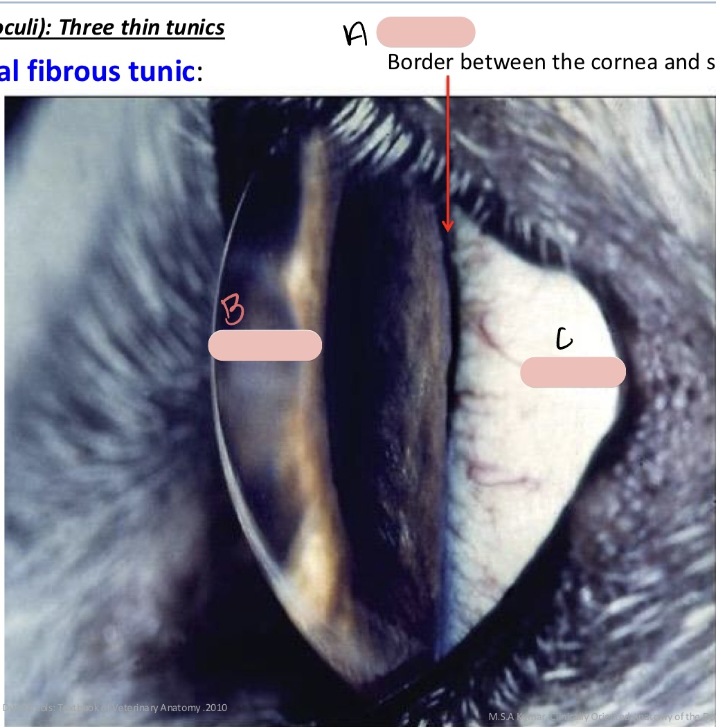 <p><span>Name the structure(s) indicated by a, b, and c.</span></p>