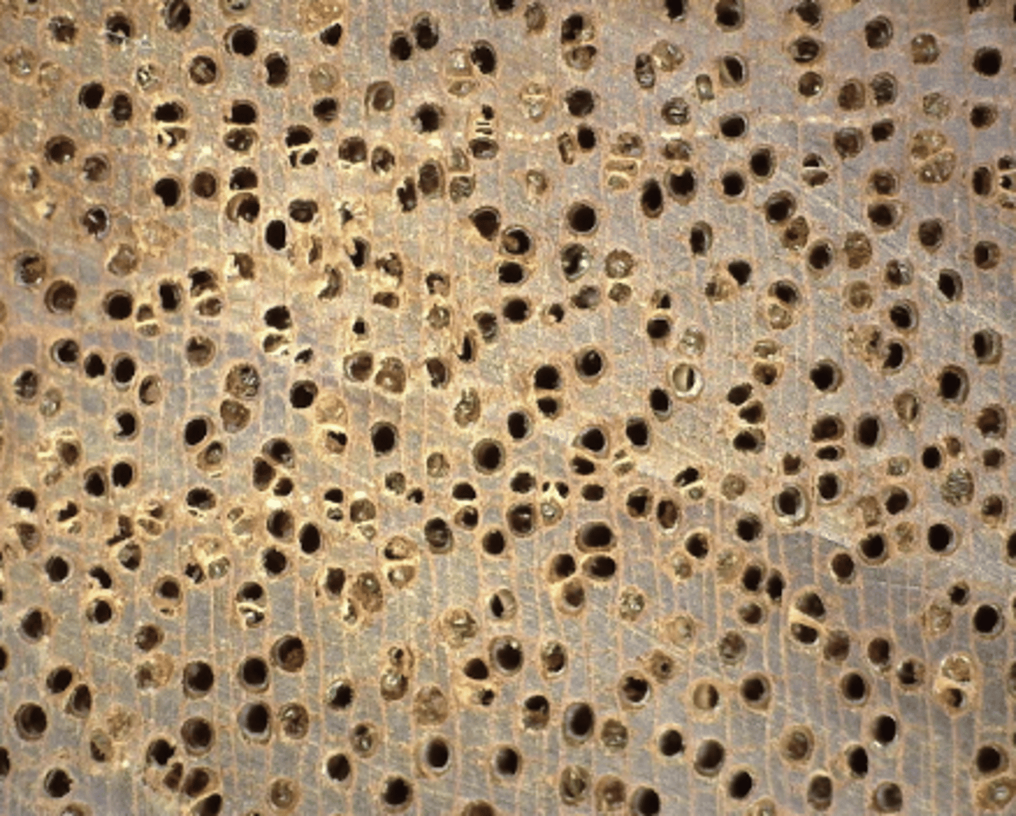<p>Wood pinkish or whitish; Pores large, egg-shaped, arranged in echelon; concentric resin ducts, solitary, echelon with tyloses</p>