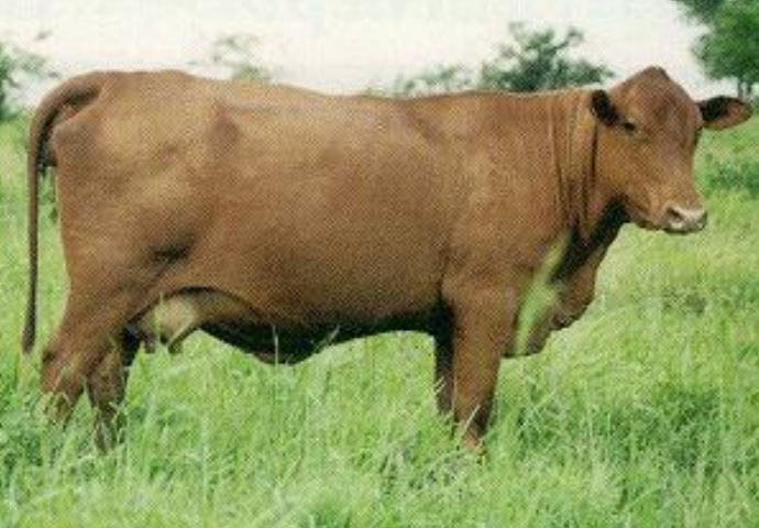 <p>This breed can take substantial levels of inbreeding and are selected for early maturity and maternal efficiency</p>