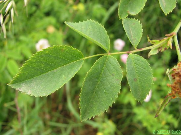 <p><span>růže šípková</span></p>