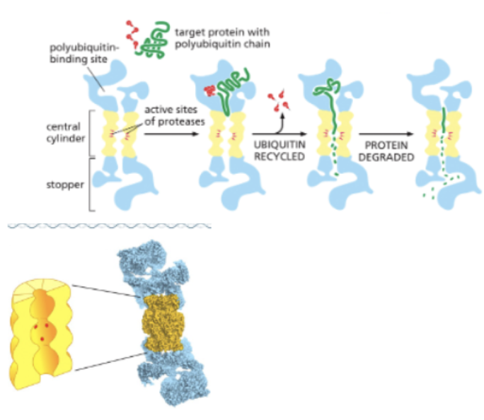 <ul><li><p>PROTEOLYSIS: THE BREAKDOWN OF PROTEINS INTO THEIR CONSTITUENT AMINO ACIDS</p></li><li><p>PROTEASES: CUT PEPTIDE BONDS</p></li><li><p>PROTEASOME: A MULTI-SUBUNIT MACHINE THAT DEGRADES PROTEINS</p></li><li><p>PROTEINS TO BE DEGRADED ARE MARKED BY THE COVALENT ADDITION OF UBIQUITIN </p></li></ul><p></p>