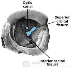 <p><span style="background-color: transparent;"><strong><span>Superior Orbital Fissure</span></strong></span></p>