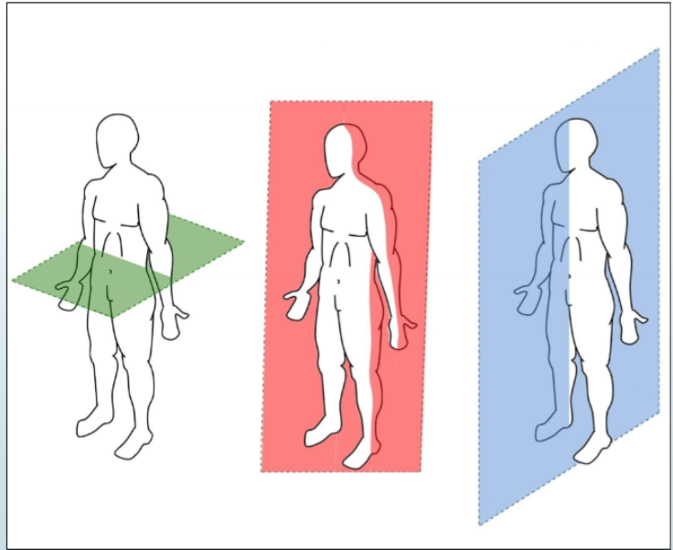 <p>Sagittal Plane</p>