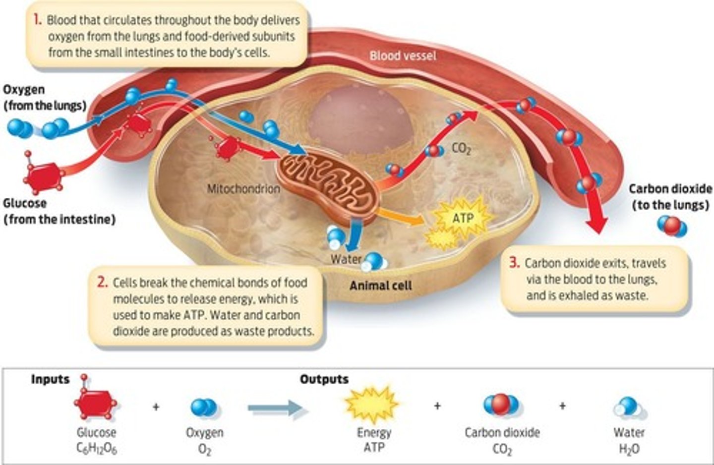 <p>Process converting glucose into usable energy.</p>