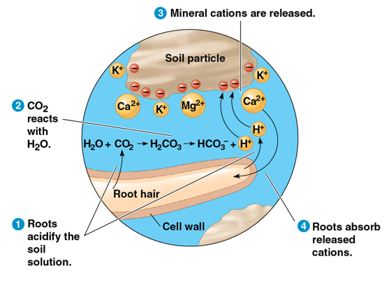 <p>more clay and organic matter in soil = greater cation exchange capacity</p><ol><li><p>roots acidify the soil solution by releasing CO2 from respiration and pumping H+ into the soil</p></li><li><p>CO2 reacts with H2O in the soil solution to form H2CO3, releasing H+ upon dissociation</p></li><li><p>H+ in soil solution neutralize the negative charge of soil particles = release of mineral cations (C2+, Mg2+, K+)</p></li><li><p>roots absorb released cations</p></li></ol><p></p>