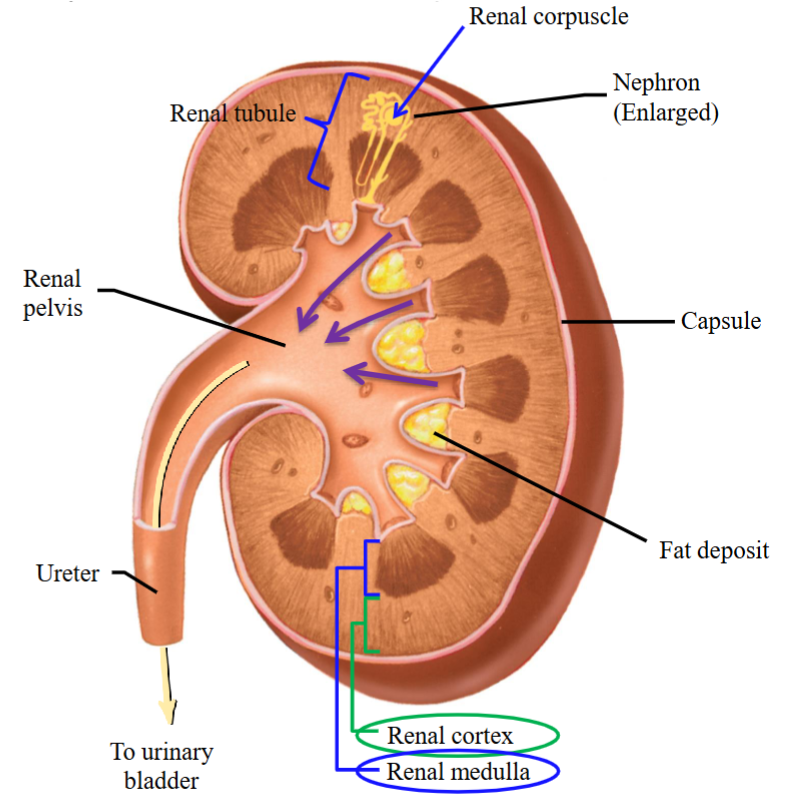 <ul><li><p>Urine starts forming in the nephrons which fuse together and form ducts.</p></li><li><p>Empty their contents into the renal pelvis.</p></li><li><p>The formed urine enters into the ureter to be taken away to the bladder.</p></li></ul><p></p>