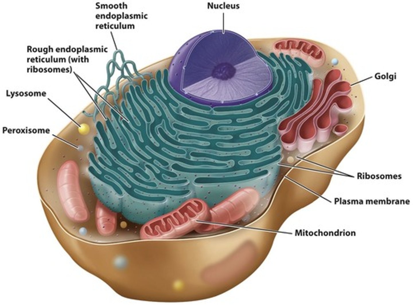 <p>Cells with a nucleus and organelles.</p>