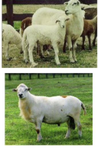 <p>Developed in Maine, Cross with St. croix, Suffolk, &amp; Wiltshire Horn, largest hair breed</p>