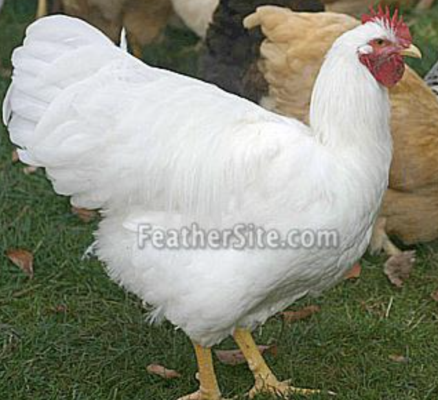 <p>Dual purpose, brown eggs, America </p>