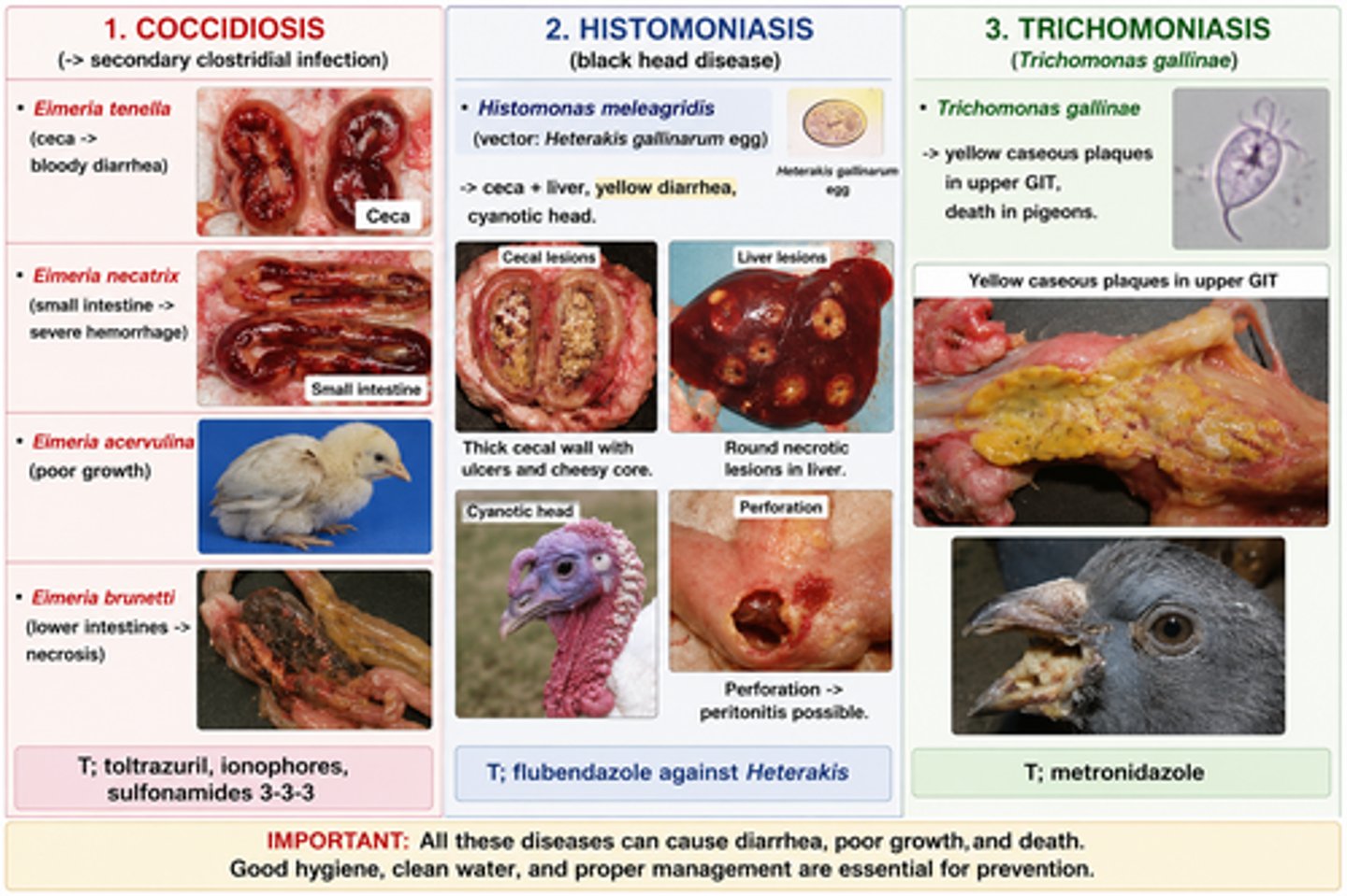 <p>1. COCCIDIOSIS (-> secondary clostridial infection)</p><p>- Eimeria tenella (ceca -> bloody diarrhea)</p><p>- Eimeria necatrix (small intestine -> severe hemorrhage)</p><p>- Eimeria acervulina (poor growth)</p><p>- Eimeria brunetti (lower intestines -> necrosis)</p><p>(T; toltrazuril, ionophores, sulfonamides 3-3-3)</p><p>2. HISTOMONIASIS (black head disease)</p><p>- Histomonas meleagridis (vector: heterakis gallinarum egg)</p><p>-> ceca + liver, yellow diarrhea, cyanotic head. Thick cecal wall with ulcers and cheesy core. Round necrotic lesions in liver. Perforation -> peritonitis possible. T; flubendazole against heterakis</p><p>3. TRICHOMONIASIS (trichomonas gallinae)</p><p>- yellow caseous plaques in upper GIT, death in pigeons. T; metronidazole</p>