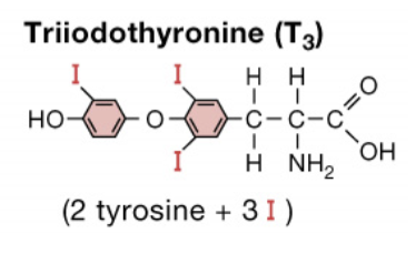 <p>More biologically active, has 3 iodine atoms, shorter half life </p><p>Has higher affinity for nuclear receptors </p>