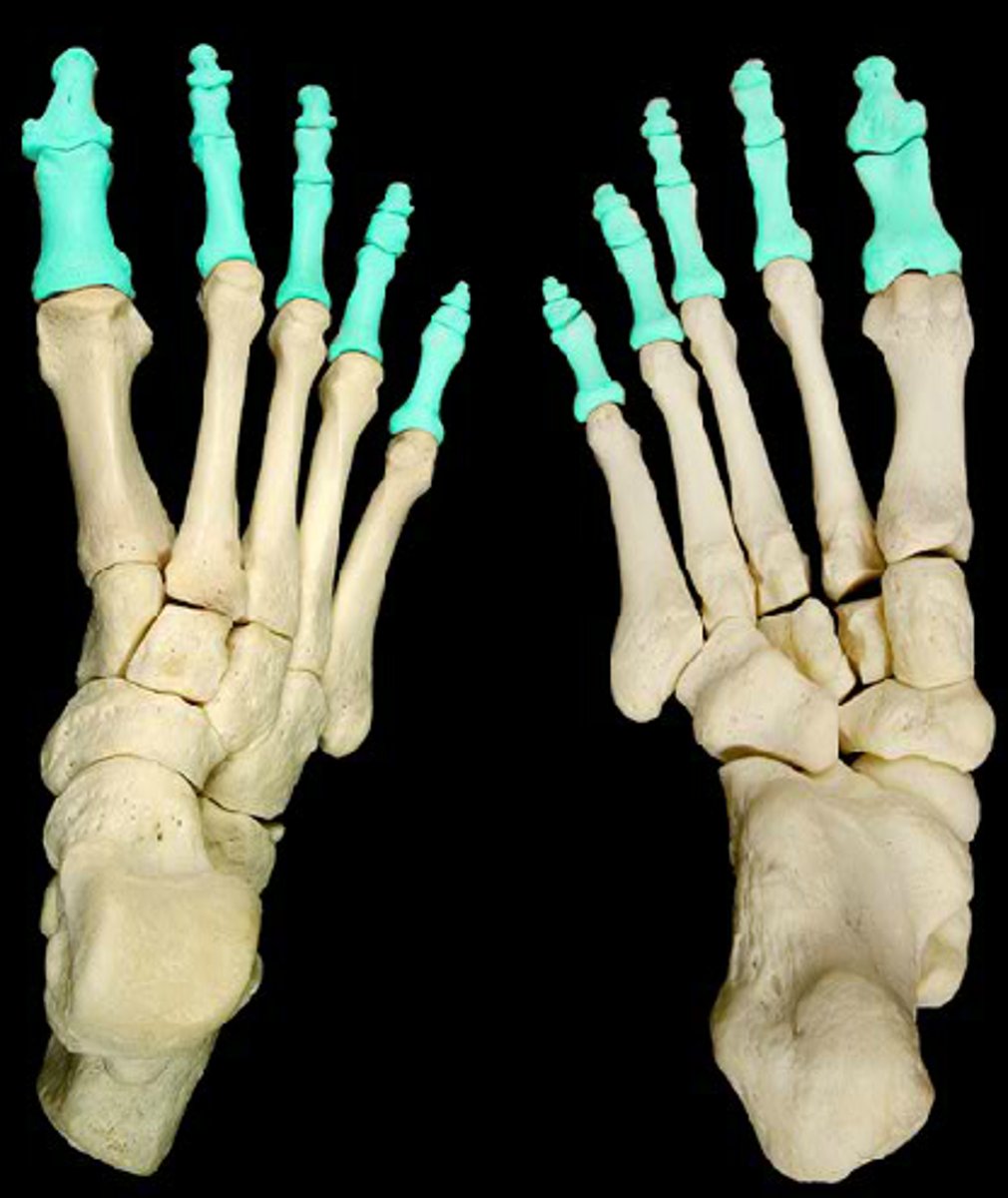 <p>ID bones</p>