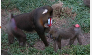 <ul><li><p>differences in physical characteristics between males and females of the same species </p></li></ul>