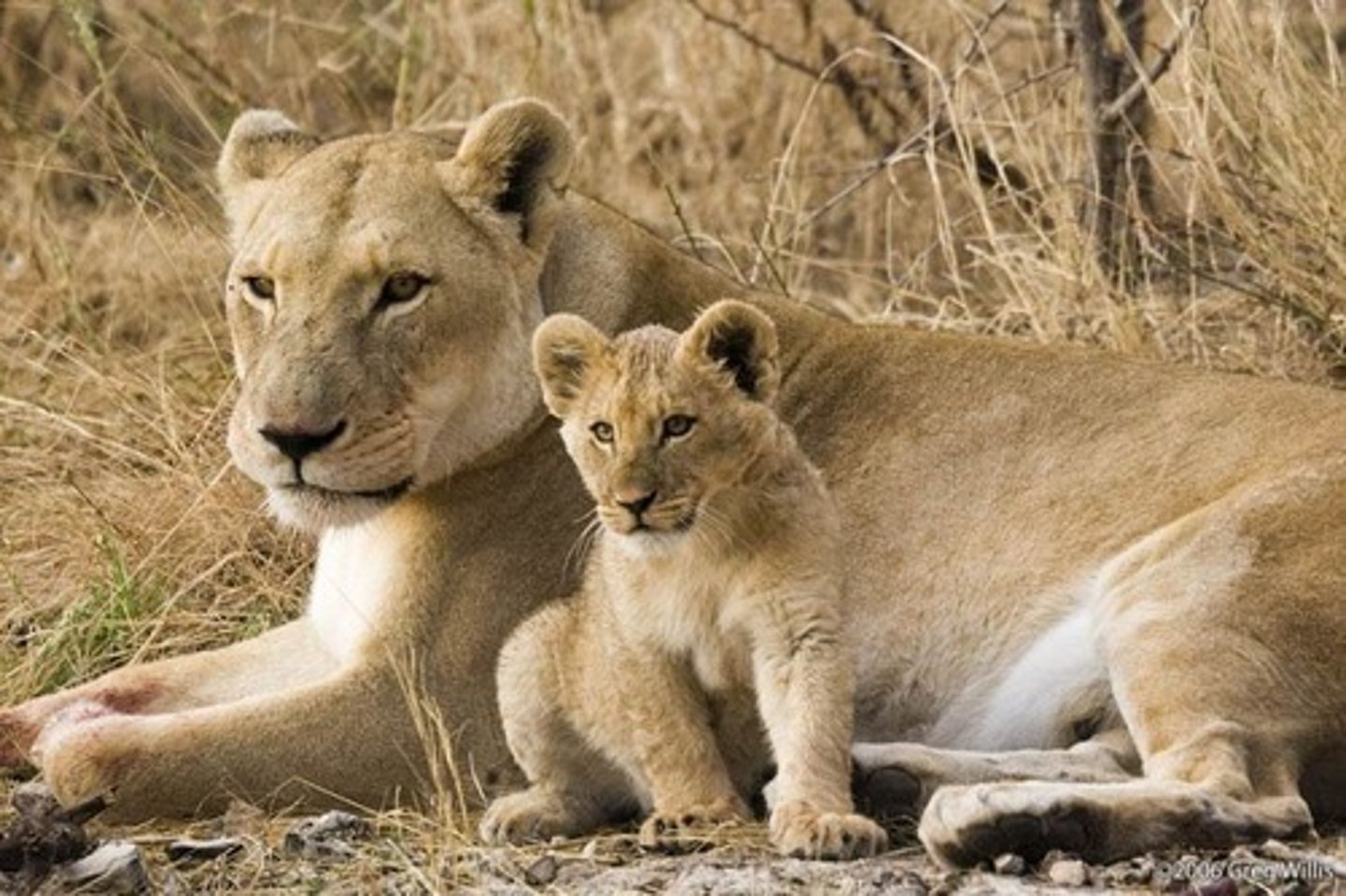<p>Lion females live in matriarchal groups with cooperative rearing of young, while males form coalitions and come and go.</p>
