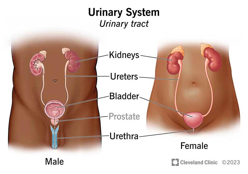 <p>ureters</p>