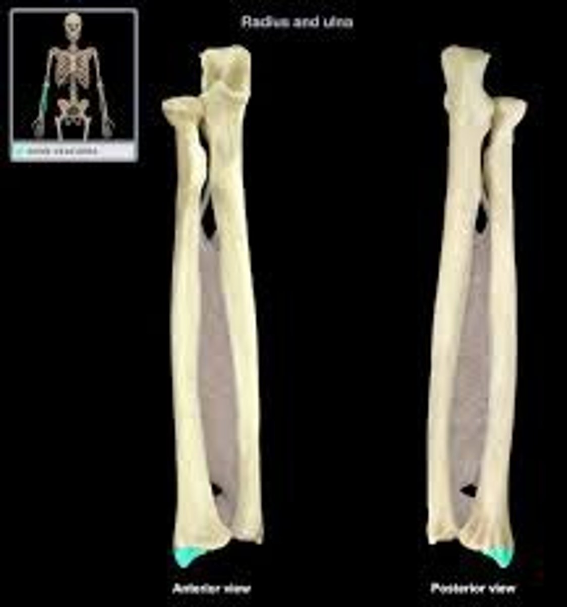 <p>Large distal projection on lateral side of radius</p>