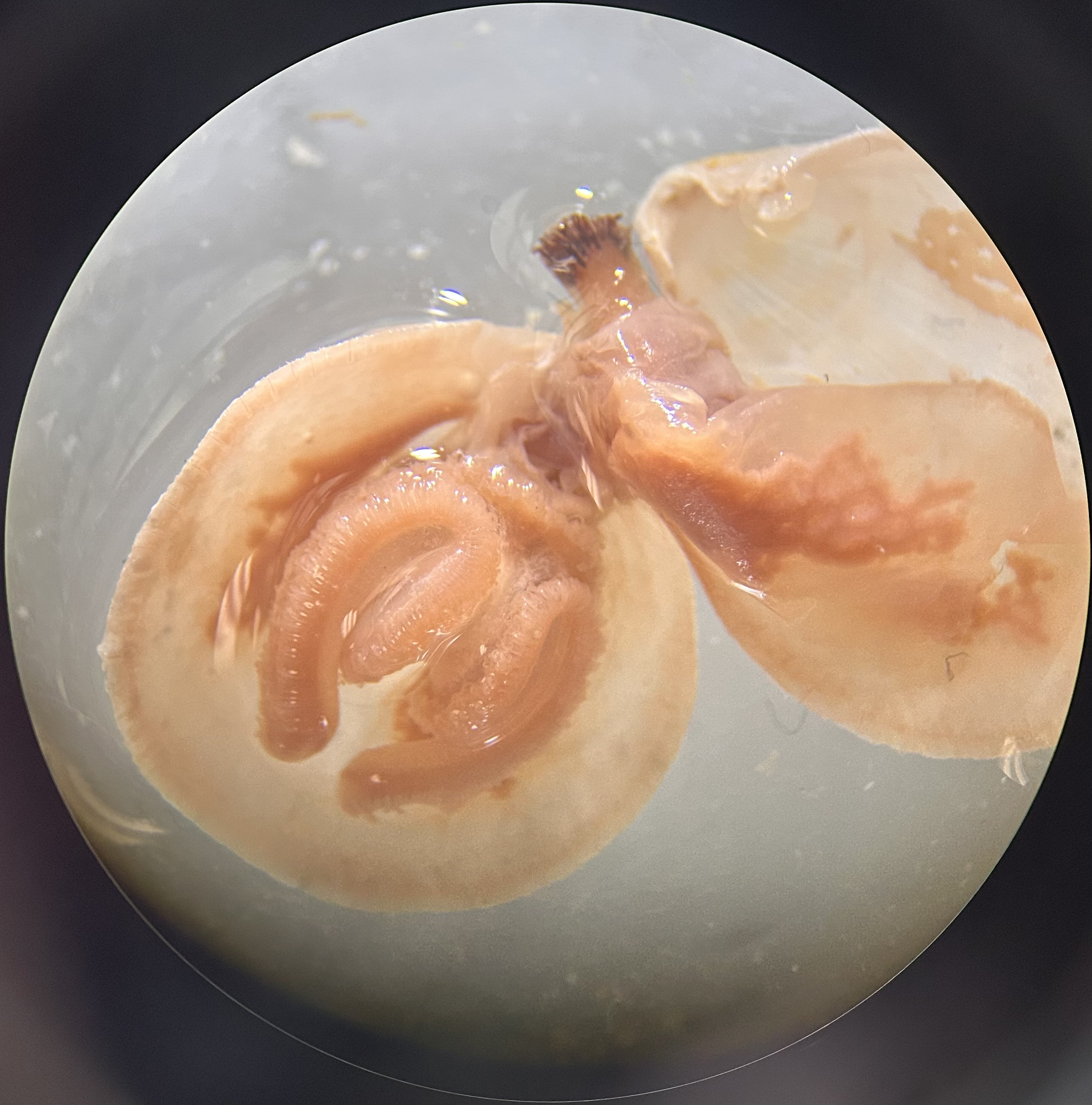 <p>Identify the organism and the Phylum it belongs to</p>