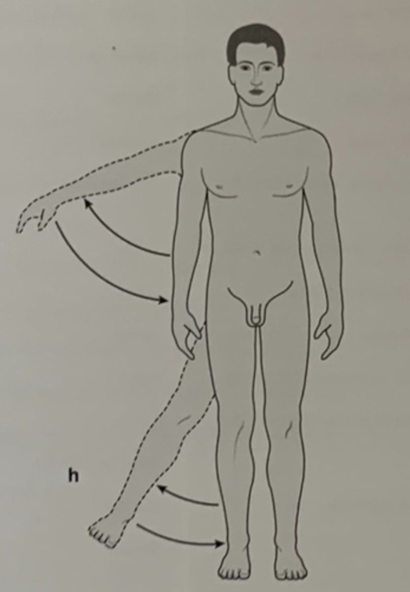 <p>Hvilke anatomiske bevægelser ses her?</p>