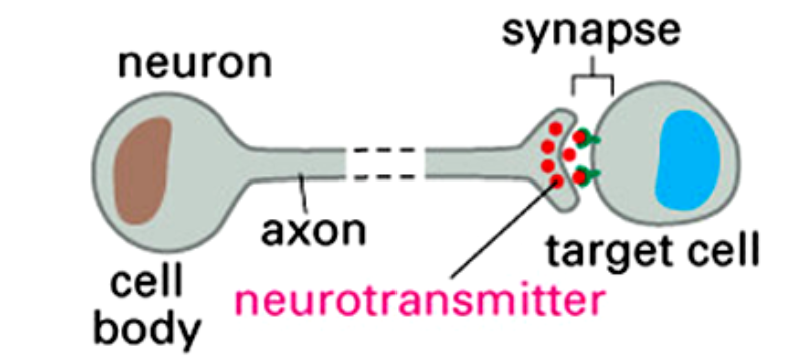 <p>Synaptic signaling </p>