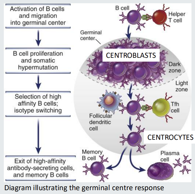 <ul><li><p><strong>Centroblasts </strong>divide rapidly in the germinal centre and <strong>undergo somatic hypermutation</strong> o<strong>f <mark data-color="#95e3ff" style="background-color: rgb(149, 227, 255); color: inherit;">antibody variable region genes</mark></strong><mark data-color="#95e3ff" style="background-color: rgb(149, 227, 255); color: inherit;">.</mark></p></li><li><p>They have<strong> no antibody</strong> on their cell surface. </p></li><li><p>Centroblasts <em>mature </em>into relatively <mark data-color="#c1ecff" style="background-color: rgb(193, 236, 255); color: inherit;">non dividing centrocytes</mark> and <strong><mark data-color="#cef4ff" style="background-color: rgb(206, 244, 255); color: inherit;">re-express antibody</mark></strong><mark data-color="#cef4ff" style="background-color: rgb(206, 244, 255); color: inherit;">.</mark></p></li><li><p>Centrocytes will <strong>sample </strong>anti<strong>gen</strong> stored by <strong><mark data-color="#d5fff8" style="background-color: rgb(213, 255, 248); color: inherit;">STROMAL </mark></strong>cells called <mark data-color="#d8fffd" style="background-color: rgb(216, 255, 253); color: inherit;">follicular dendritic cells </mark>IF their antibody has<strong> <u>sufficient affinity.</u></strong></p></li><li><p>Centrocytes able to <strong>sample antigen,</strong> process and present it to <strong><mark data-color="#e7fffc" style="background-color: rgb(231, 255, 252); color: inherit;">T follicular </mark><u><mark data-color="#e7fffc" style="background-color: rgb(231, 255, 252); color: inherit;">helper </mark></u><mark data-color="#e7fffc" style="background-color: rgb(231, 255, 252); color: inherit;">cells</mark></strong><mark data-color="#e7fffc" style="background-color: rgb(231, 255, 252); color: inherit;">&nbsp;</mark>(in form of C2 MHC) and <mark data-color="#bde6ff" style="background-color: rgb(189, 230, 255); color: inherit;">acquire help to survive.</mark></p></li><li><p>Centrocytes with <strong>low affinity</strong> antibody <strong>cannot compete</strong> for antigen do <strong>not </strong>receive a T cell survival <strong>signal </strong>and die.</p></li><li><p>A Darwinian process of survival of the fittest. </p></li><li><p><strong><mark data-color="#bdecff" style="background-color: rgb(189, 236, 255); color: inherit;">Affinity maturation</mark> - generation of high affinity antibodies&nbsp;</strong></p></li></ul><p></p>