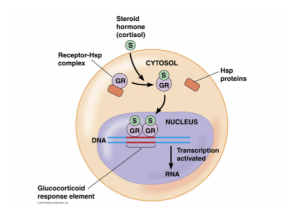<ol><li><p>Varje steroid har en unik receptor. I ett inaktivt stadie binder den till andra proteiner.</p></li><li><p>När ett hormon binder in försvagas andra interaktioner och de dissocierar.</p></li><li><p>När kortisol binder in kan receptorn binda in till genomet och <strong>initiera transkription</strong>.</p></li><li><p>Det krävs ett dimärt komplex för att initiera transkription (två receptorer).</p></li></ol>