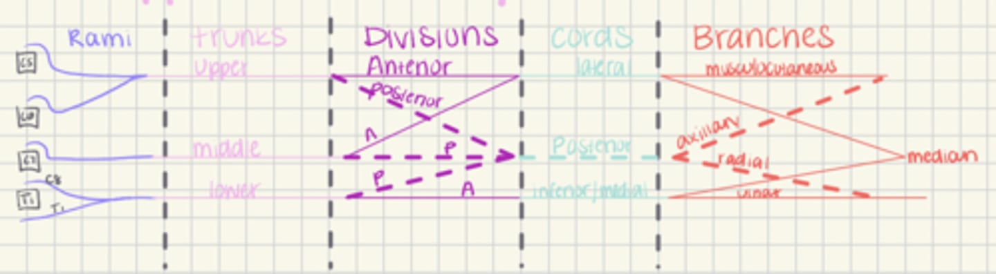<p>-5 rami (C5, C6, C7, C8, T1)</p><p>-3 trunks (upper, middle, lower)</p><p>-6 divisions coming from trunks (3 anterior and 3 posterior)</p><p>-3 cords (lateral, posterior, medial)</p><p>-branches (musculocutaneous (C5-C7), axillary (C5-C6), radial (C5-T1), median (C5-T1), ulnar (C7-T1)</p>