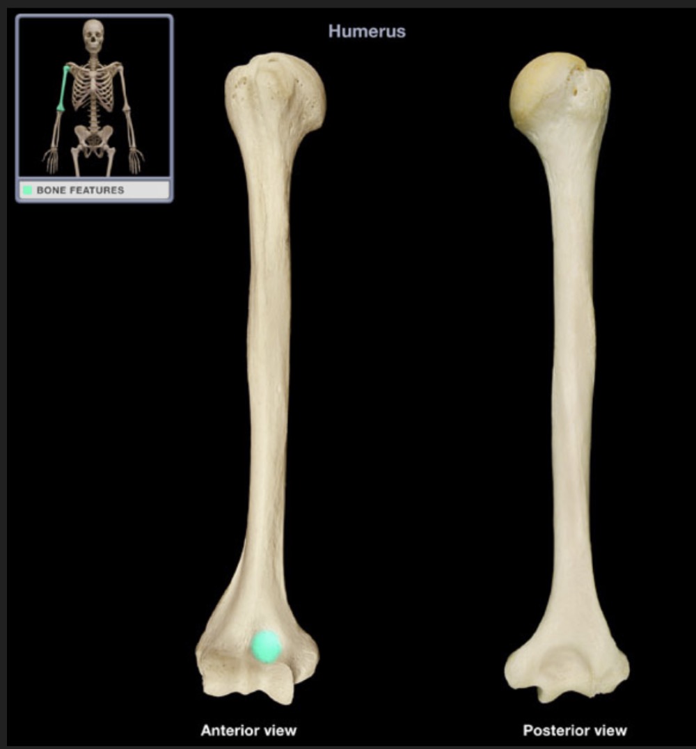 <p><span style="font-family: Arial, sans-serif; color: rgb(45, 59, 69)">located on the anterior side of the distal end of the humerus superior to the trochlea and articulates with the coronoid process of the ulna</span></p>